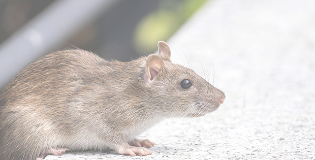 Eliminare ratti e topi infestanti